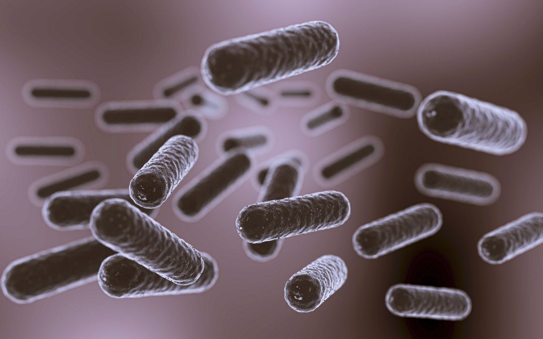 Gut microbiota characterization in ageing, mild cognitive impairment, and Alzheimer’s disease in the context of mediterranean lifestyle in a Spanish population